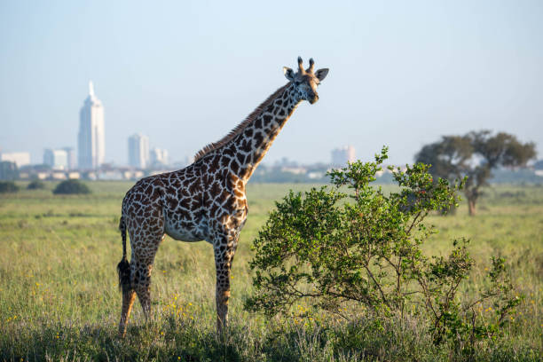 Giraffe In Nairobi National Park